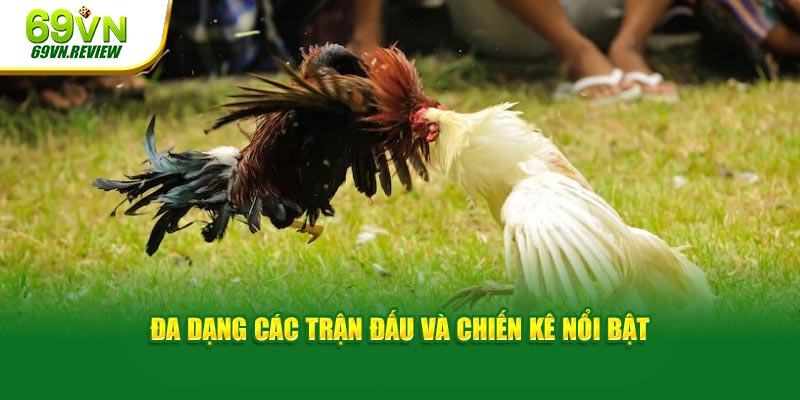 Đa dạng các trận đấu và chiến kê nổi bật