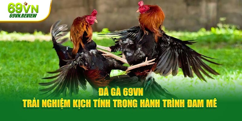 Giới thiệu chuyên mục đá gà tại nhà cái 69VN