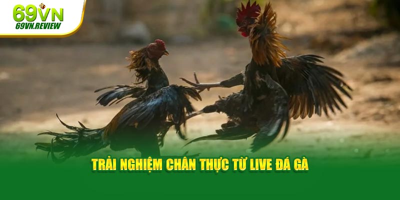 Trải nghiệm chân thực từ live đá gà